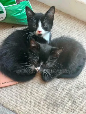 1-3 Month Old Male Purebred Balinese Kitten