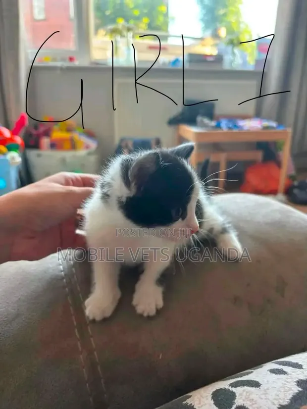 Female Balinese Kitten (0-1 Month) - 1