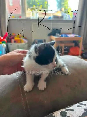 Female Balinese Kitten (0-1 Month)