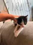 Female Balinese Kitten (0-1 Month) - 2