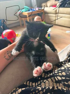 Purebred Bombay Kitten - 0-1 Month Male