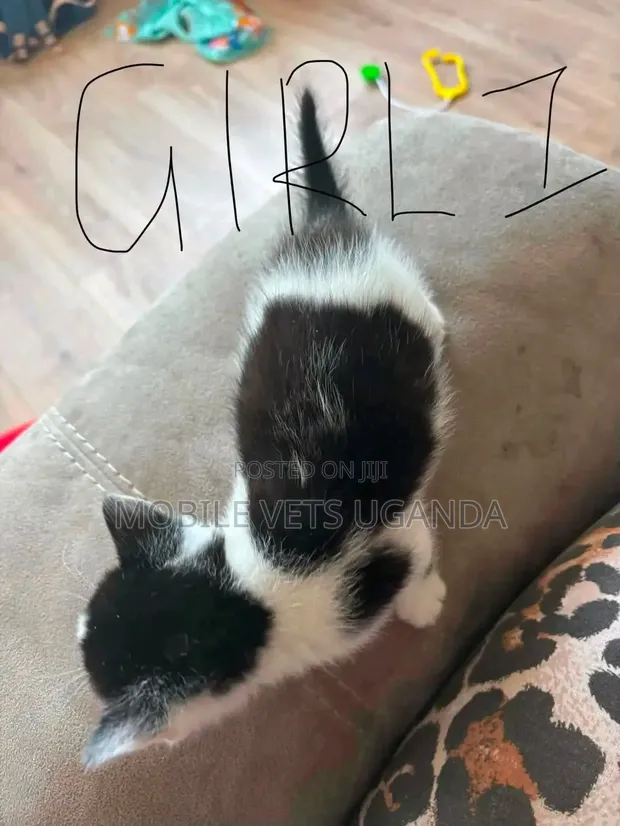 Male Purebred Cat, 0-1 Month Old - 1