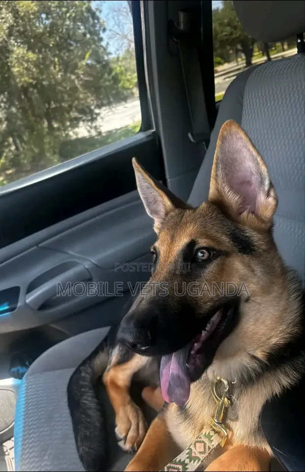 1-3 Month Male Purebred German Shepherd Puppy - 1