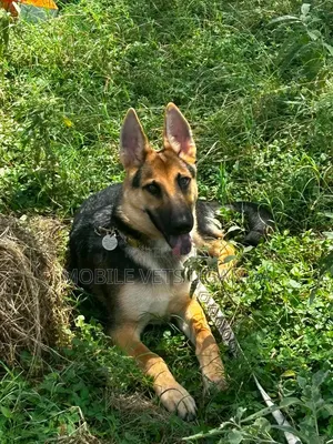 3-6 Month Male Purebred German Shepherd