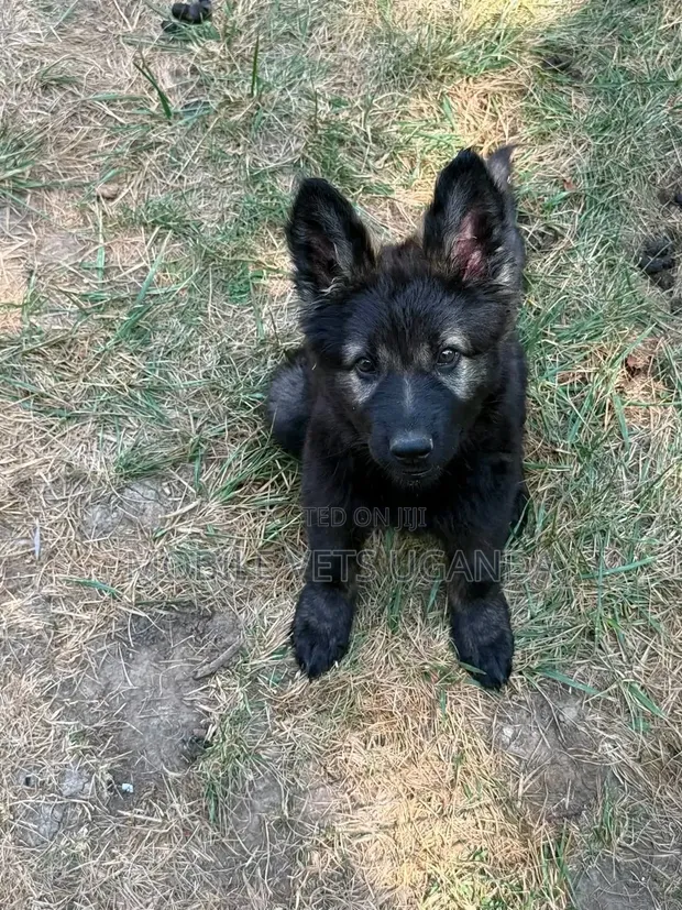 1-3 Month Old Male Purebred German Shepherd Puppy - 1