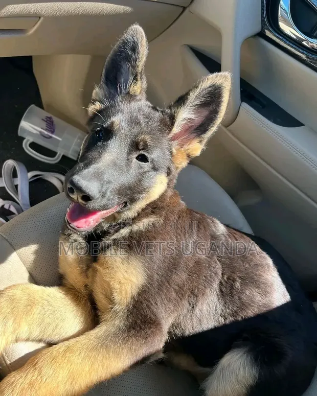 3-6 Month Male Purebred German Shepherd - 1