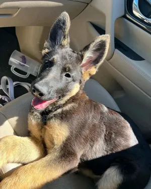 3-6 Month Male Purebred German Shepherd