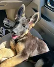 3-6 Month Male Purebred German Shepherd - 1