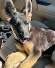 3-6 Month Male Purebred German Shepherd - 2