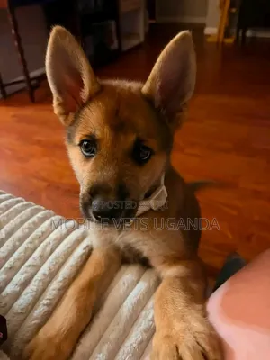 1-3 Month Male Purebred German Shepherd Puppy