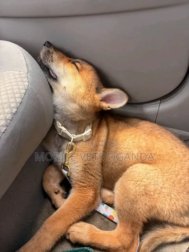 1-3 Month Male Purebred German Shepherd Puppy - 1