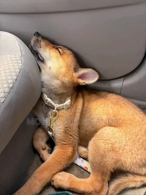 1-3 Month Male Purebred German Shepherd Puppy