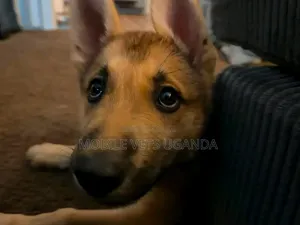 3-6 Month Male Purebred German Shepherd