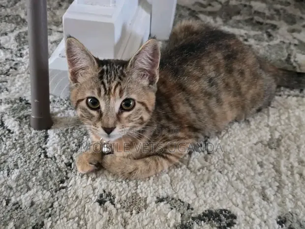 Purebred Bengal Kitten - 3-6 Months - 1