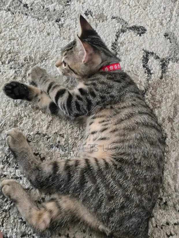 Purebred Bengal Kitten - 1-3 Months Old - 1