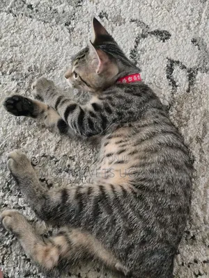 Purebred Bengal Kitten - 1-3 Months Old