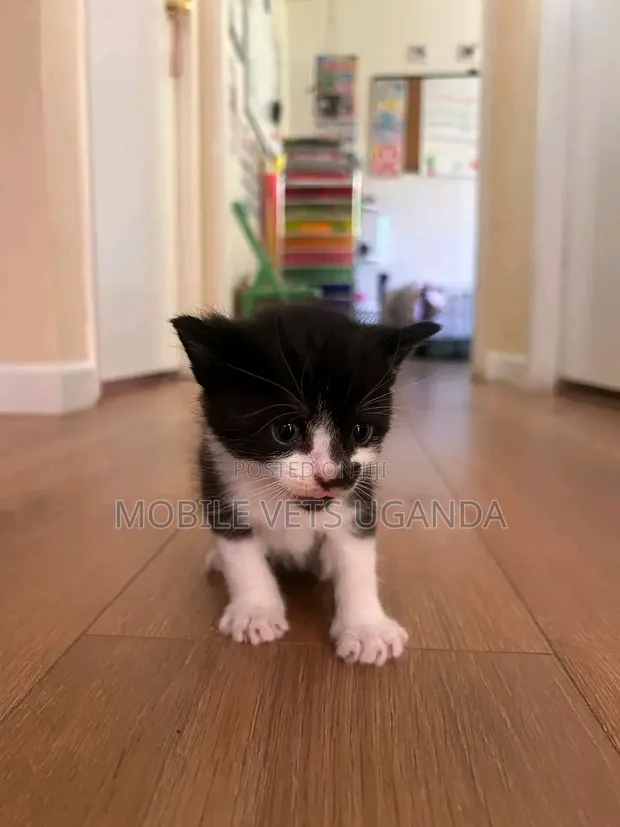 1-3 Month Old Male Purebred Balinese Kitten - 1