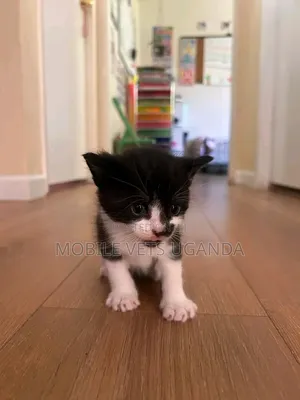 1-3 Month Old Male Purebred Balinese Kitten