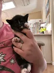 Male American Curl Kitten, 1-3 Months - 1