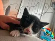 Male American Curl Kitten, 1-3 Months - 2