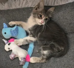 Purebred Maine Coon Kitten - 1-3 Months Old