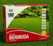 Bermuda Lawn Grass Seeds 500g - 1