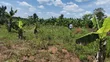 120 Acres Farmland for Sale in Kayunga Kitwe - 1