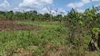 120 Acres Farmland for Sale in Kayunga Kitwe - 3