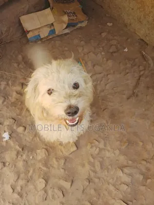 Purebred Maltese Puppy - 1-3 Months Old