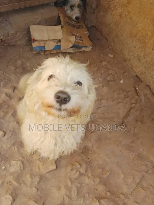 3-6 Month Male Purebred Maltese Puppy - 1