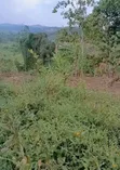 Plot for Sale in Kisamula, Mityana Road - 1