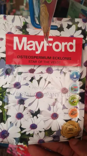 Osteospermum Flower Seeds - Star of the Veldt