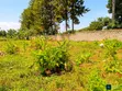 Entebbe Nkumba 25ft x 40ft Plot for Sale - 2