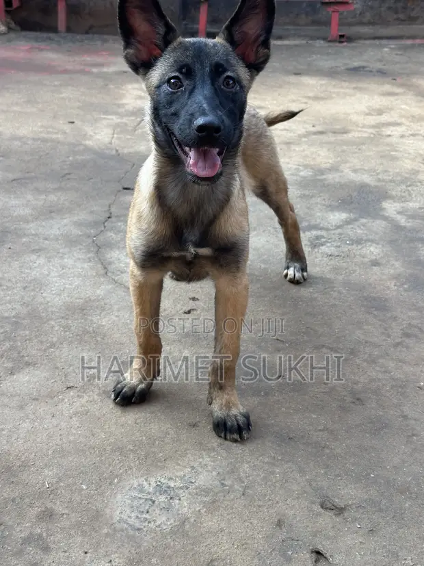 Purebred Belgian Malinois Puppy - 3-6 Months Female - 1