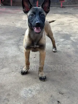 Purebred Belgian Malinois Puppy - 3-6 Months Female