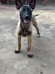 Purebred Belgian Malinois Puppy - 3-6 Months Female - 1
