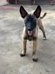 Purebred Belgian Malinois Puppy - 3-6 Months Female - 2