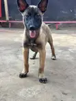 Purebred Belgian Malinois Puppy - 3-6 Months Female - 3