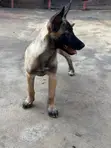 Purebred Belgian Malinois Puppy - 3-6 Months Female - 4