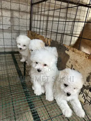 Purebred Maltese Puppies (1-3 Months)