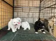 Purebred Maltese Puppies (1-3 Months) - 2