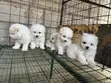 Purebred Maltese Puppies (1-3 Months) - 3