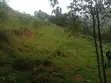 Hillside Land Overlooking Lake Bunyonyi - 4
