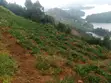 Hillside Land Overlooking Lake Bunyonyi - 5