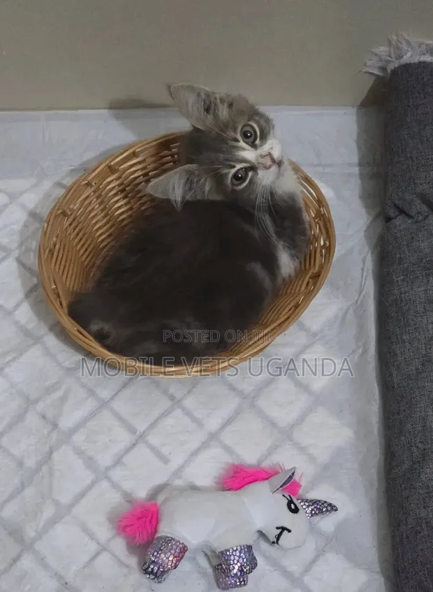 Purebred Abyssinian Kitten - Male, 0-1 Month - 1