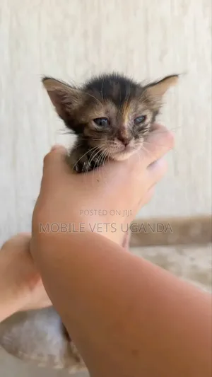 Male Exotic Kitten - 0-1 Month Old