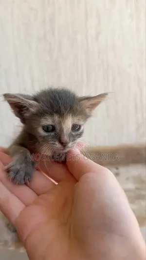 Female Purebred Bombay Kitten, 1-3 Months