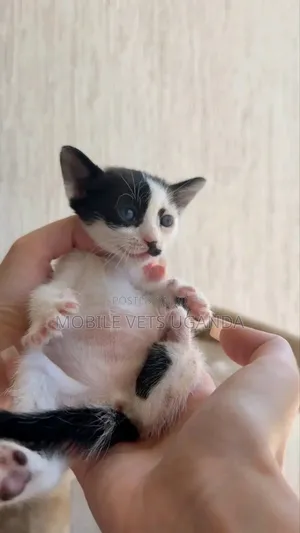 Female Exotic Kitten, 1-3 Months Old