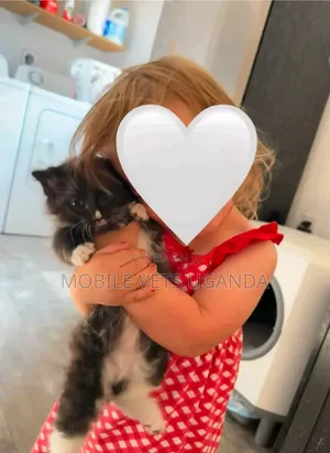 Purebred Persian Kitten - 1-3 Months Old, Male