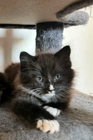 Purebred Male Bombay Kitten (1-3 Months)